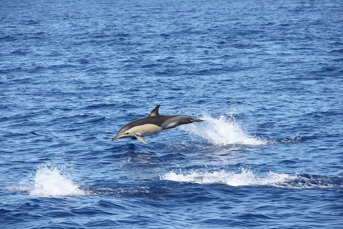 Half-Day Catamaran Trip From Funchal - Common Questions