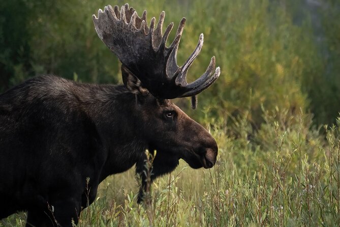 Half-Day Grand Teton Wildlife Safari Private Tour - Tour Duration and Inclusions