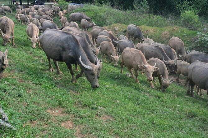 Half Day Hanoi Countryside Jeep Tour: History Culture Daily Life - Additional Information and Cancellation Policy