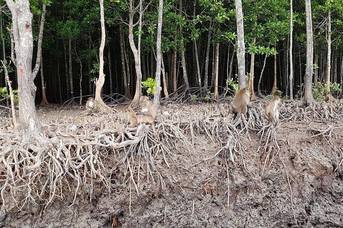 Half Day Mangrove Forest Kayaking Tour From Koh Lanta - End Point and Meeting Point Confirmation