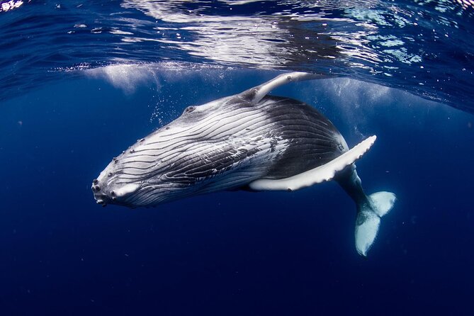 Half-Day Private Excursion: Marine Wildlife Observation and Whale Watching - Accessibility Information