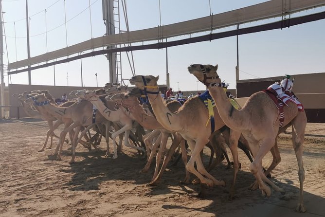 Half-Day Private Guided Camel Race Tour in Qatar - Choose Your Start Time