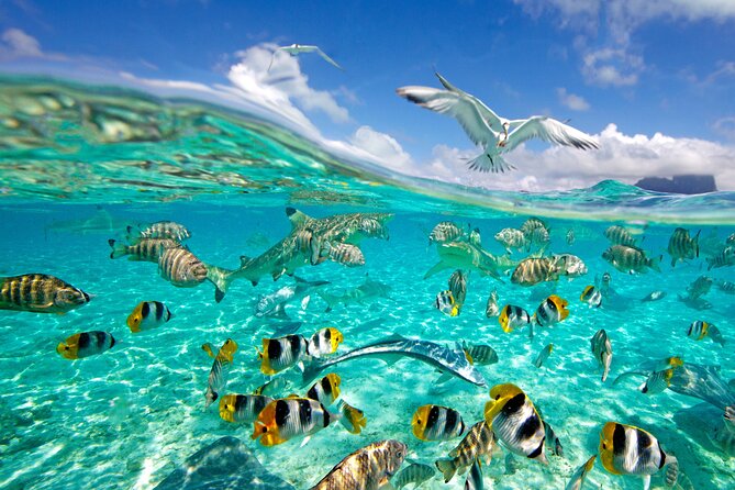 Half Day Private Lagoon Snorkeling Experience - Questions and Assistance