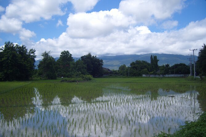 Half Day Rice Field Visions Guided Tour From Chiang Mai - Tour Itinerary