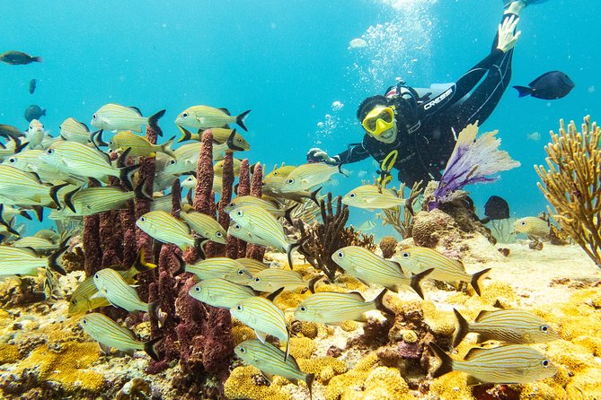 Half-Day Scuba Diving in Playa Del Carmen for Small-Group - Inclusions and Meeting Details