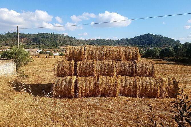 Half-Day Small-Group E-Bike Tour of Rural Algarve With Lunch - Traveler Photos and Reviews