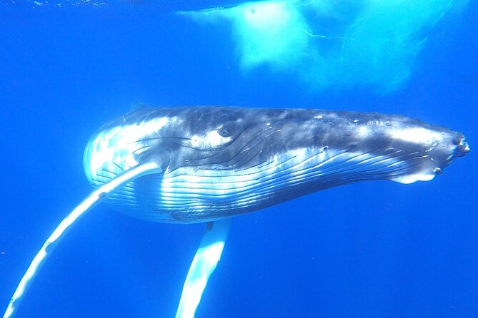 Half-Day Small-Group Swim With Humpback Whales Tour, Moorea  - Papeete - Meeting and Pickup