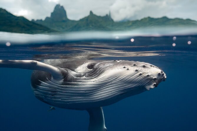 Half Day Small Group Whale Watching - Tour Details