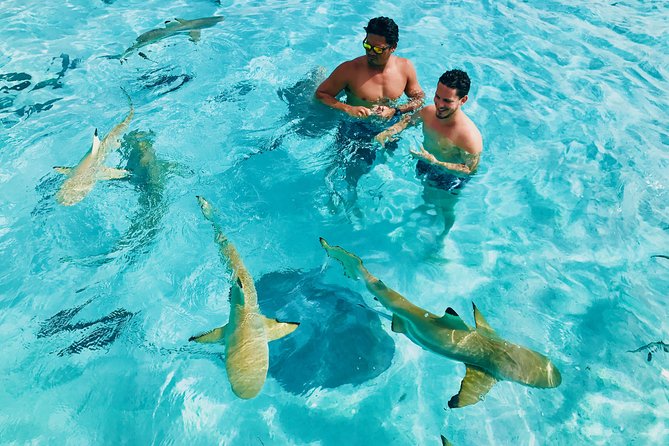 Half Day Snorkeling in Moorea - What To Expect