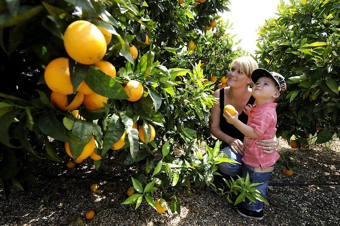 Half-Day Swan Valley Walk & Fruit Orchard - Fresh Fruits Available