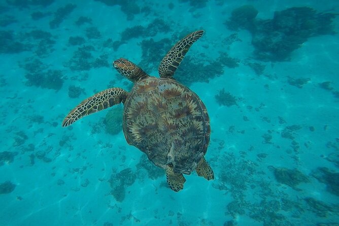 Half Day Tour Lagoon Discovery Marine Fauna Flora Small Group - Tour Inclusions