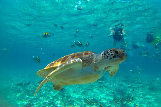 Half-Day Underwater World Tour - What to Expect and Additional Information