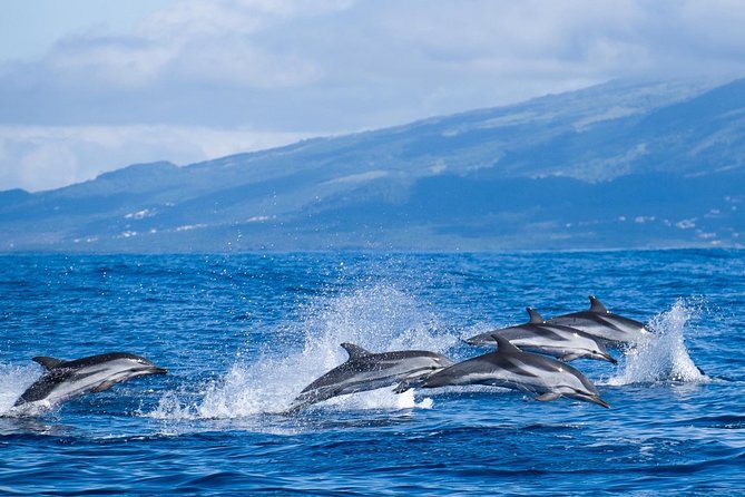 Half-Day Whale and Dolphin Watching Tour in Ponta Delgada - Tour Details