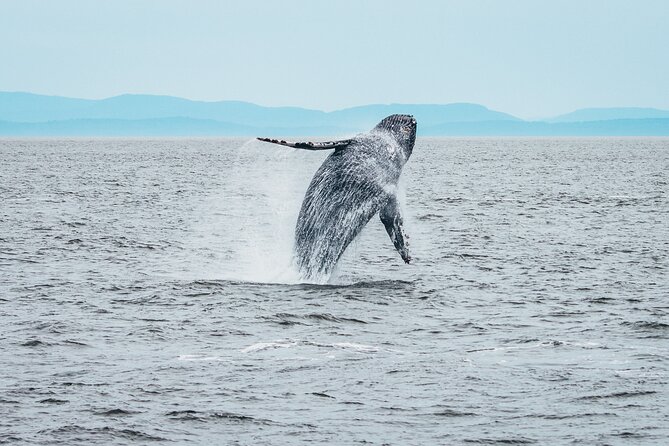 Half-Day Whale Watching Adventure From Victoria - Expert Crew and Guides