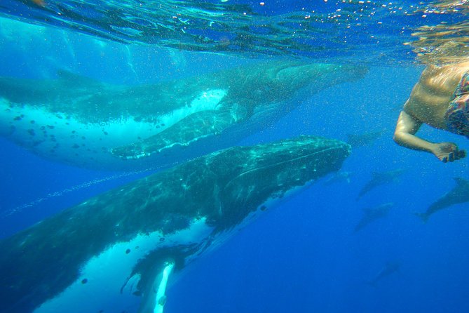Half-Day Whale Watching and Swimming Tour, Moorea - Tour Overview