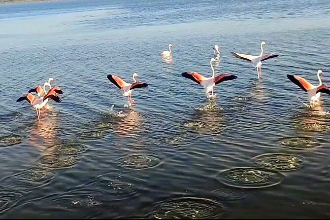 Happy Tour Camargue an Immersion by Bike and Scooter E - Tour Inclusions