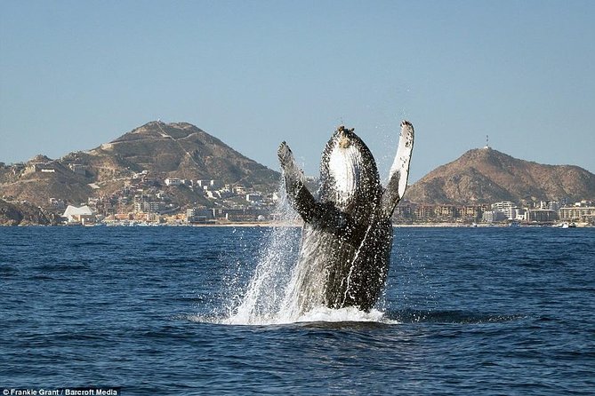 Hear the Whales! World Class Whale Watching! - Meeting Point and Pickup Location