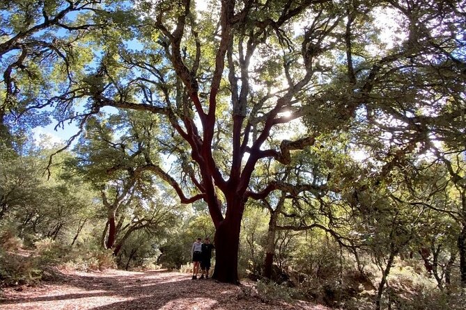 Hiking in Escaleretas Spanish Fir Forest With Hotel Pick-Up - Transportation and Hotel Pick-Up