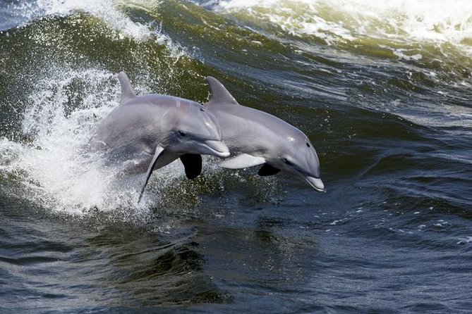 Hilton Head Island Dolphin Watching Nature Cruise - End Point and Cancellation Policy