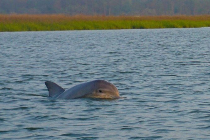 Hilton Head Morning Dolphins & Donuts Cruise - Traveler Photos and Reviews