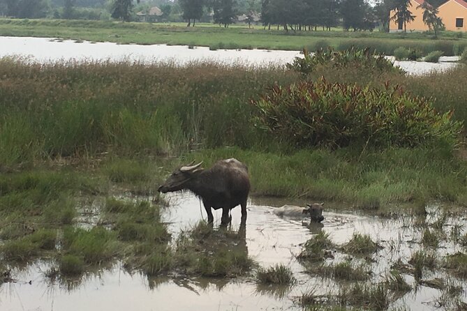Hoi an Countryside Biking Tour and Water Buffalo Riding Experience (4 Hour) - Traveler Photos
