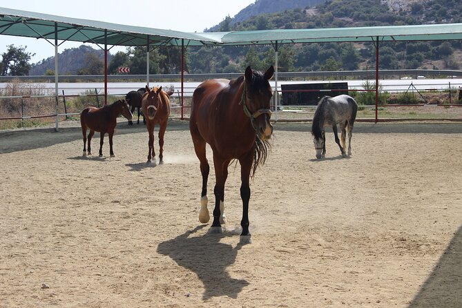 Horse Riding in Kusadasi - Traveler Photos and Reviews