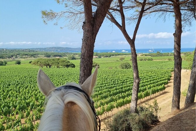 Horse Riding in the Vineyards of Ramatuelle Wine Tasting - Intimate Group Experience With a Local Guide