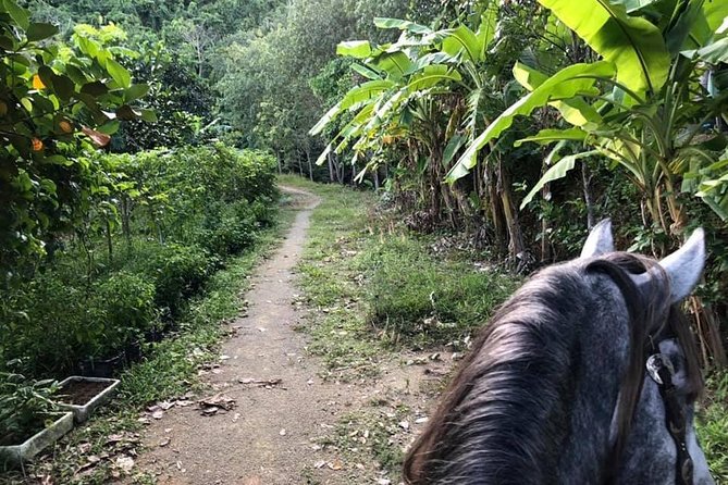 Horseback Riding 1 Hour Trail - Horse Selection and Preparation