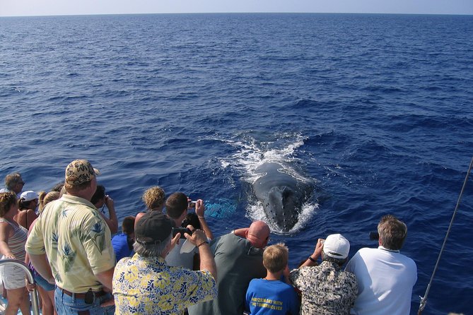 Humpback Whale Sanctuary Guided Boat Tour From Kawaihae Harbor  - Big Island of Hawaii - Experience Highlights