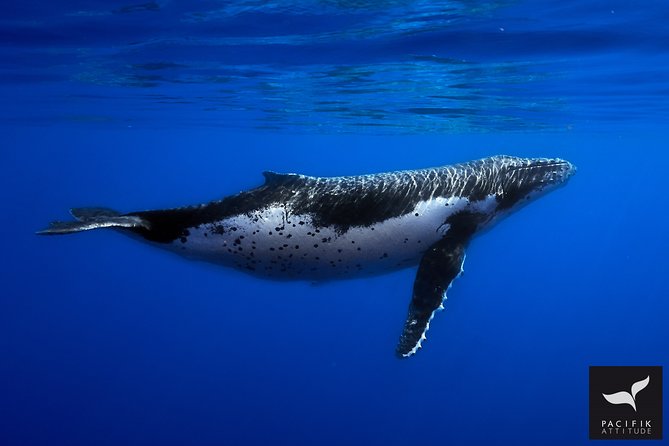 Humpback Whale Watching and Marine Life in Moorea - Traveler Photos