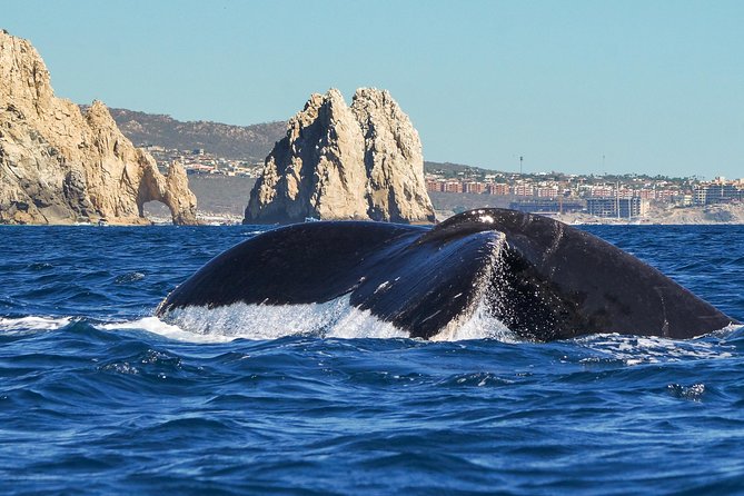 Humpback Whale Watching in Cabo San Lucas - Traveler Photos and Reviews