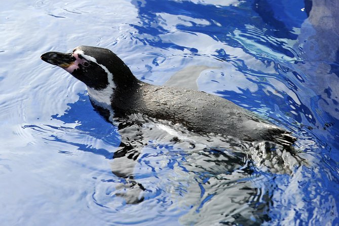 Hunstanton SEA LIFE Sanctuary General Admission Ticket - Sanctuary Features and Attractions