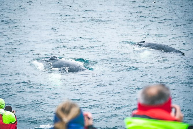 Husavik Traditional Oak Ship Whale- and Puffin-Watching Cruise  - Akureyri - Meeting Point and End Point