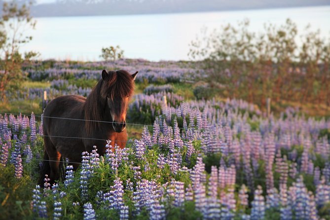Húsavík Walking Tour - Oldest Settlement