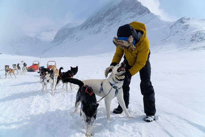 Husky Sledding Tour - Traveler Photos and Reviews