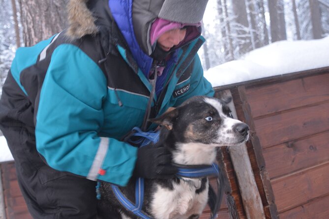 Husky Tour Sit and Drive Combo Tour From Kiruna - Transportation