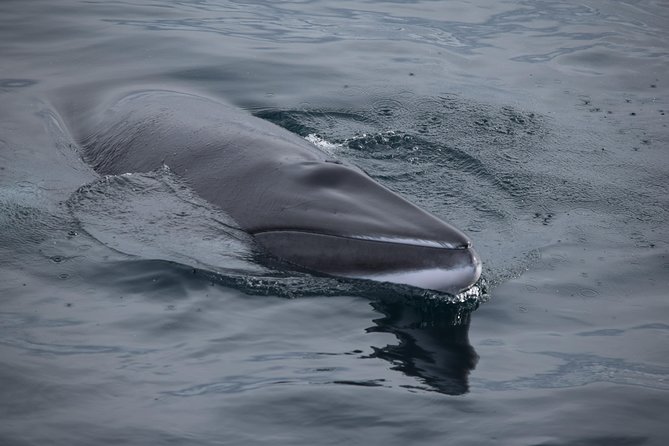 Iceland Super Saver: Northern Lights Cruise Plus Whale-Watching Tour From Reykjavik - Positive Reviews for the Whale Watching Tour