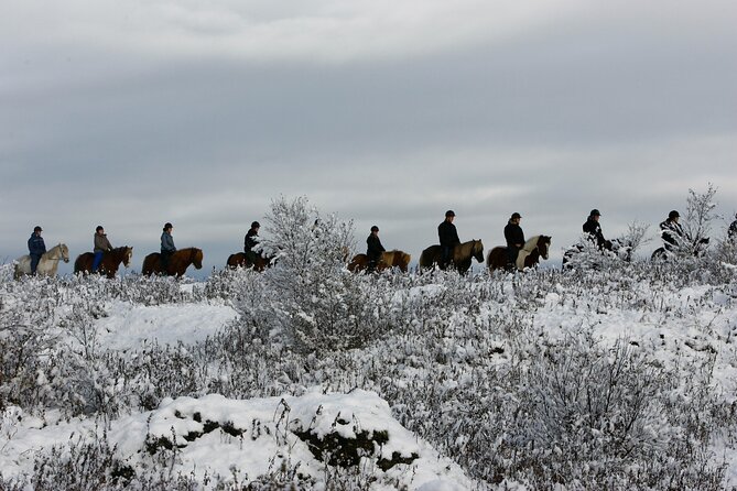 Icelandic Horse Riding and Whale Watching Tour From Reykjavik - Reasons to Choose This Tour