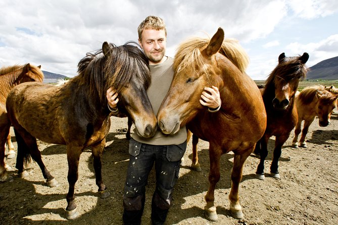 Icelandic Horseback Riding Including Pick up From Reykjavik - Tour Overview