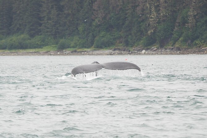 Icy Strait Whale & Wildlife Endeavor - Pickup and Transportation