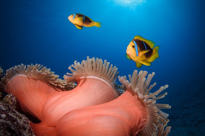 Introductory Dive in Bora Bora (afternoon) - Cancellation Policy