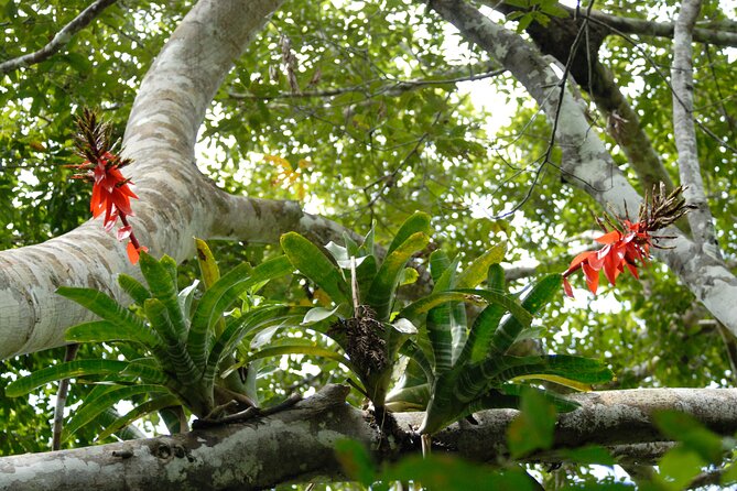 Iquitos Private 5-Day Wildlife Spotting Tour - Pickup and Logistics