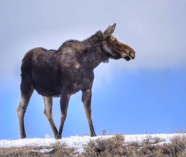 Jackson: Grand Teton, Bighorn Sheep, and Petroglyphs Tour - Wildlife and Nature