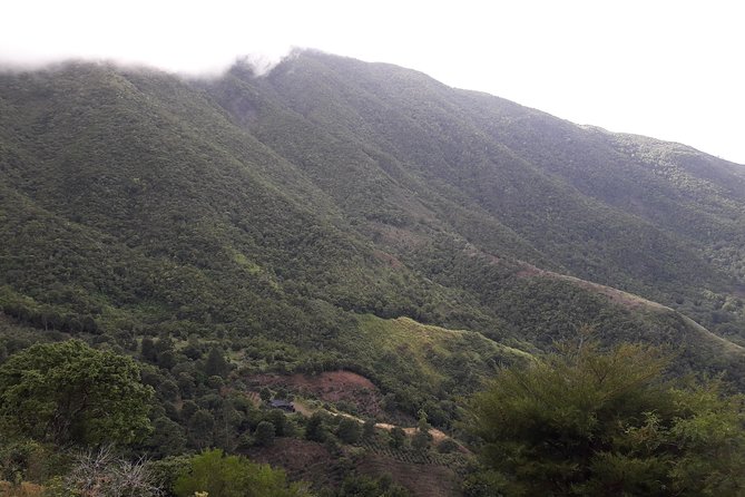 Jamaica Blue Mountain Guided Nature Tour - Overview of the Tour