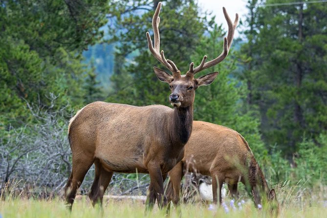 Jasper Evening Wildlife Tour - Tour Details and Pickup Information