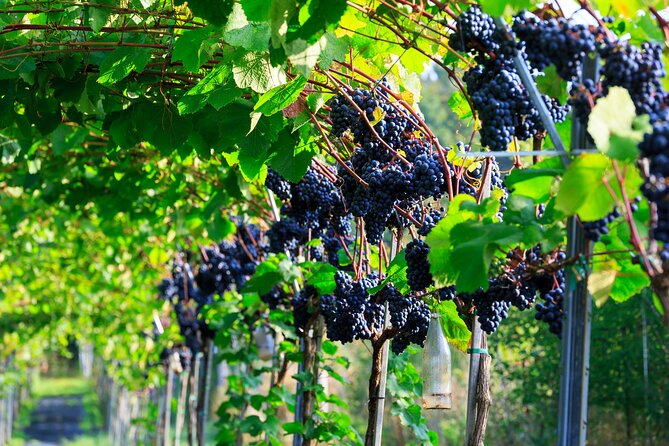 Karrebæksminde Vineyard Small-Group Guided Tour and Tastings  - Denmark - Discovering the Wine Culture in Denmark