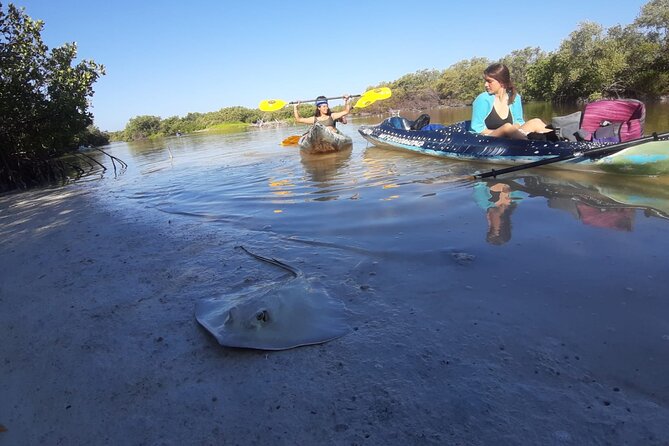Kayak Experience in the Mangroves of Holbox Island - Learn About the Areas Ecology