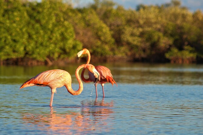 Kayak Experience in the Mangroves of Holbox - Duration and Admission