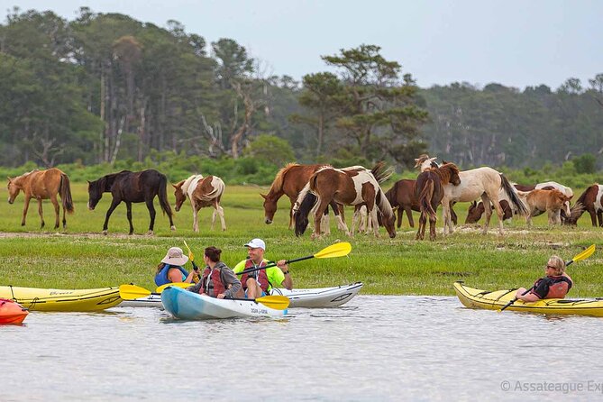 Kayak Tour Along Assateague & Chincoteague Island, Virginia - Tour Schedule