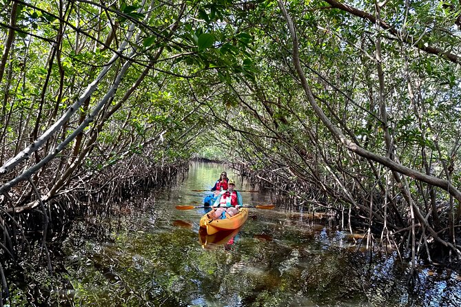 Kayaking Tour of Mangrove Tunnels in South Florida  - Fort Lauderdale - Traveler Reviews